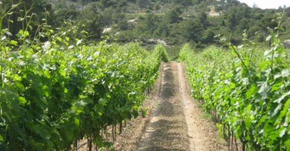 À LA DÉCOUVERTE DE LA VIGNE ET DE L’OLIVIER !